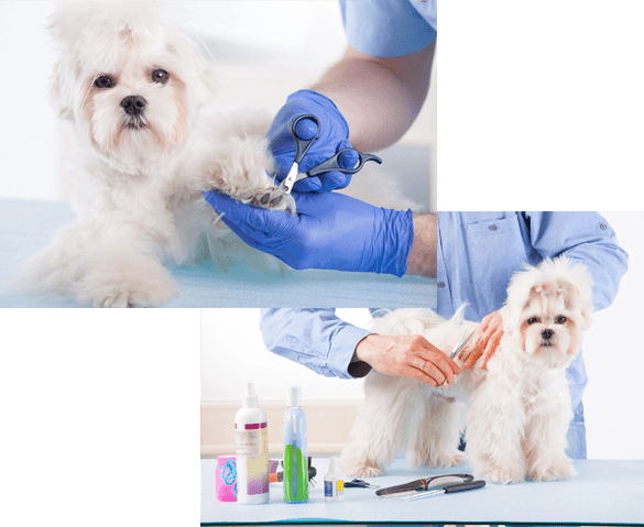 A collage of photos with a dog getting his nails trimmed.