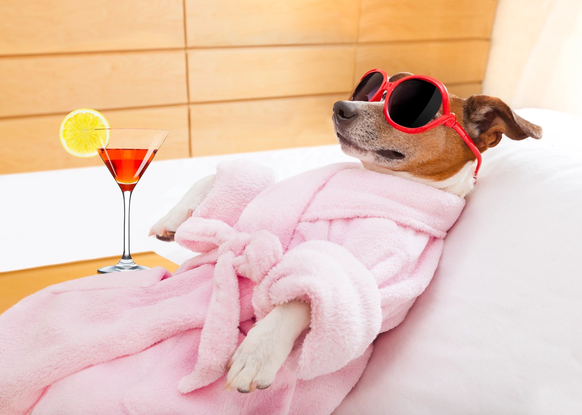 A dog in a pink robe and sunglasses