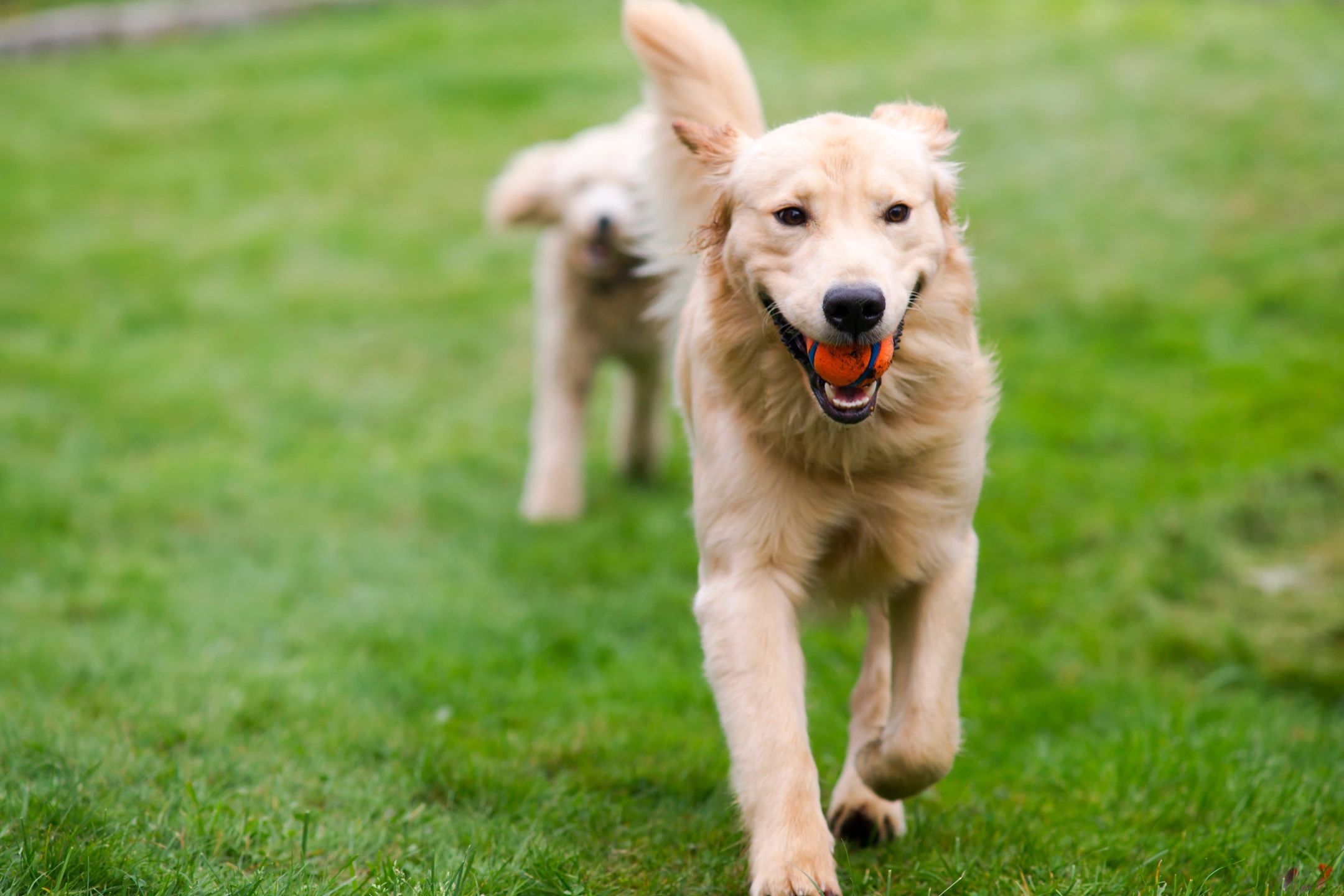 Two dogs running in a field with grass