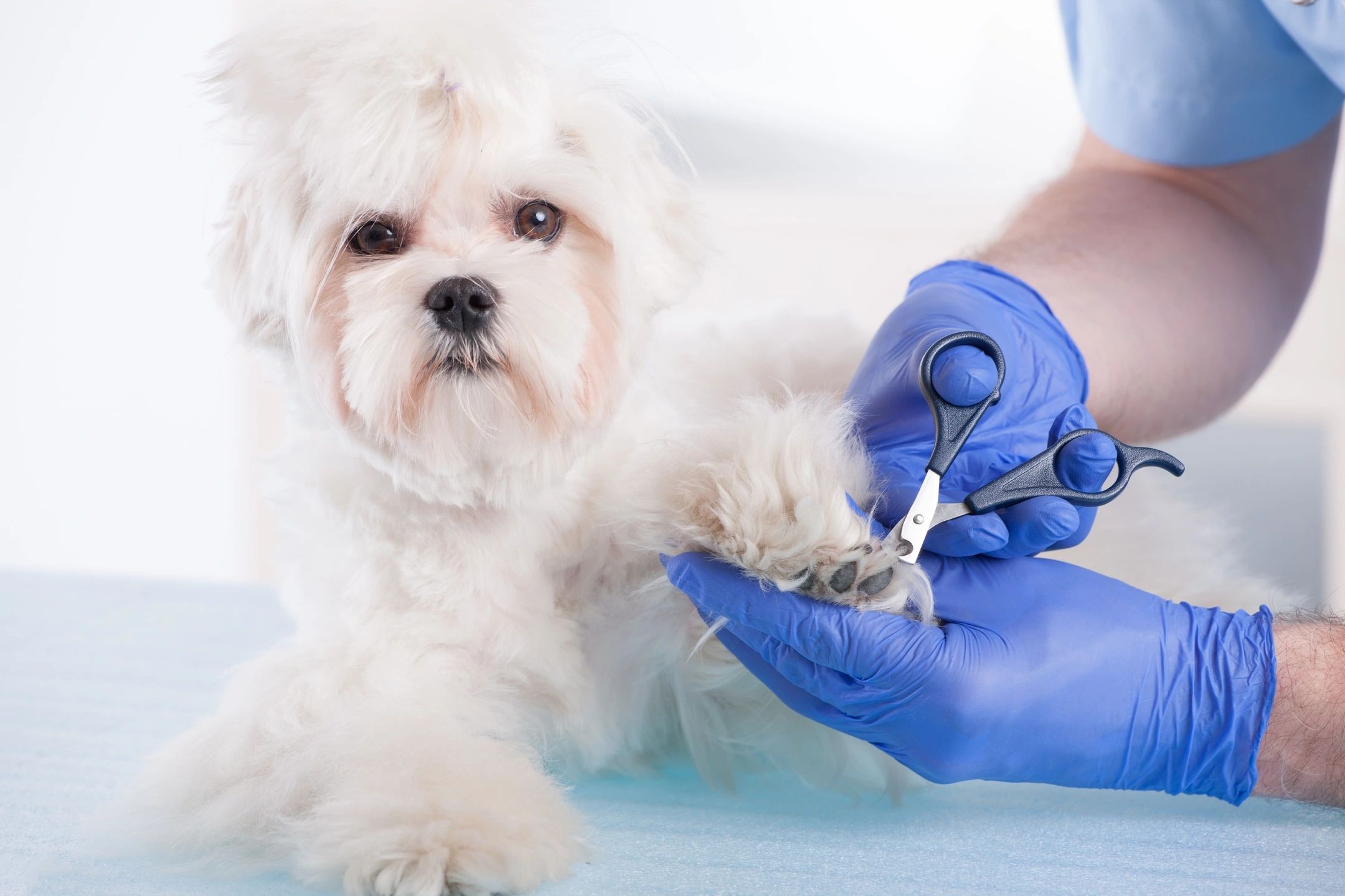 A person cutting nails of a small white dog