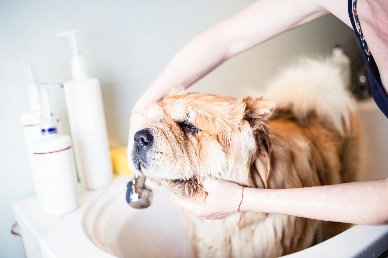 A dog being washed in the sink by someone.