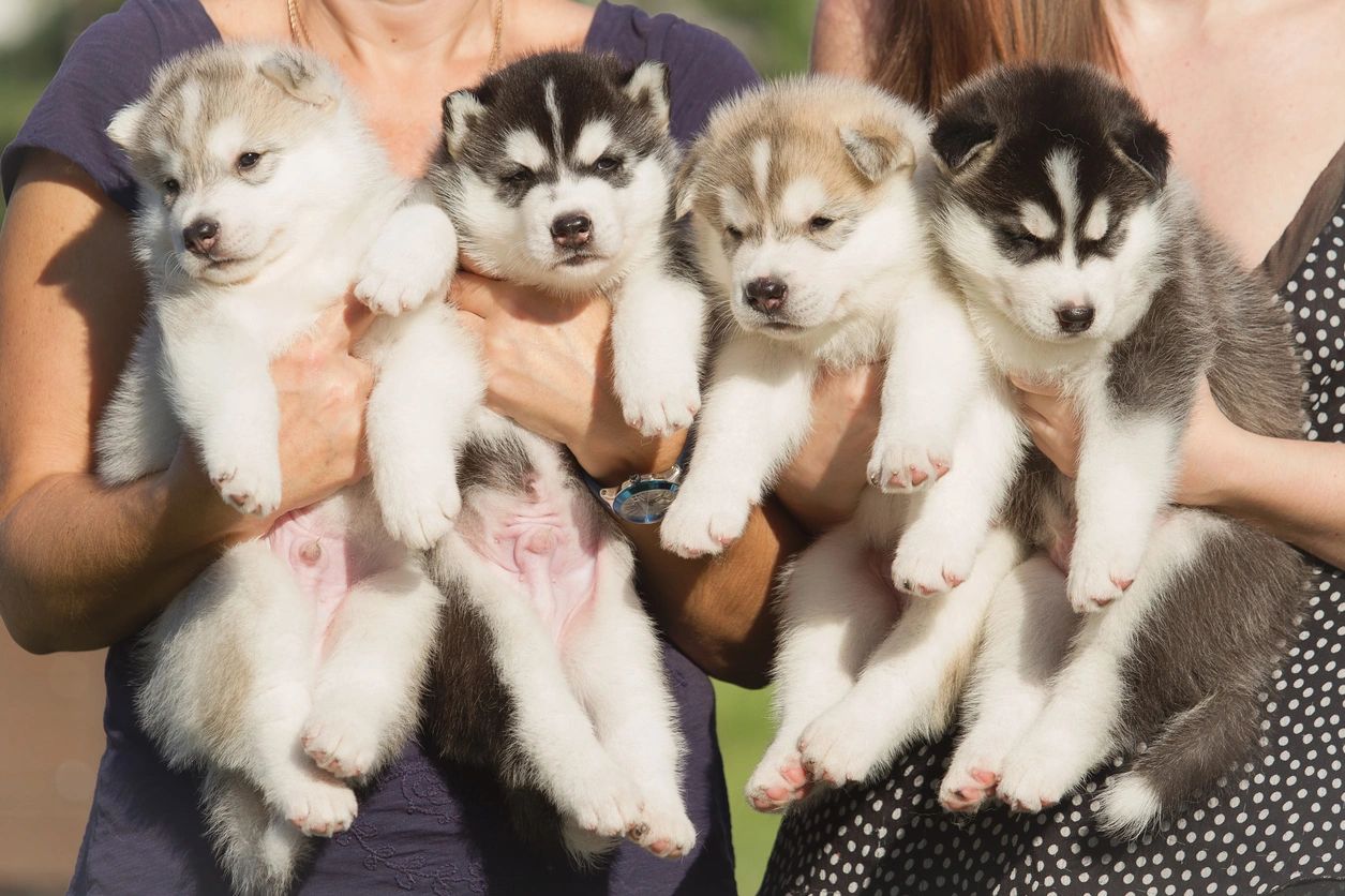 A group of people holding four puppies.