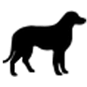 A black dog is standing in front of a green background.