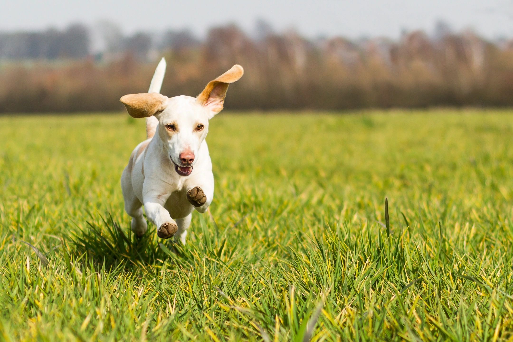 A closeup look at a dog running on the grass