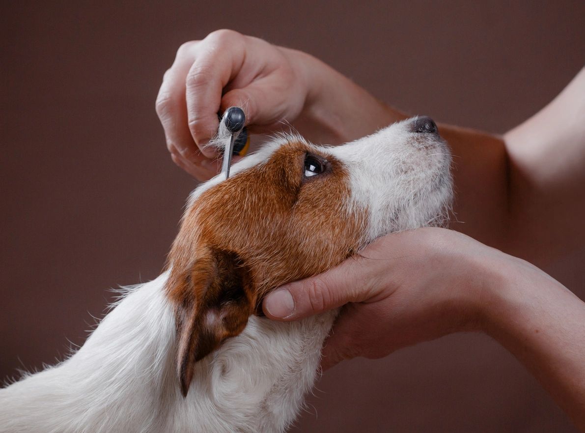 A closeup look at a dog being combed by a person