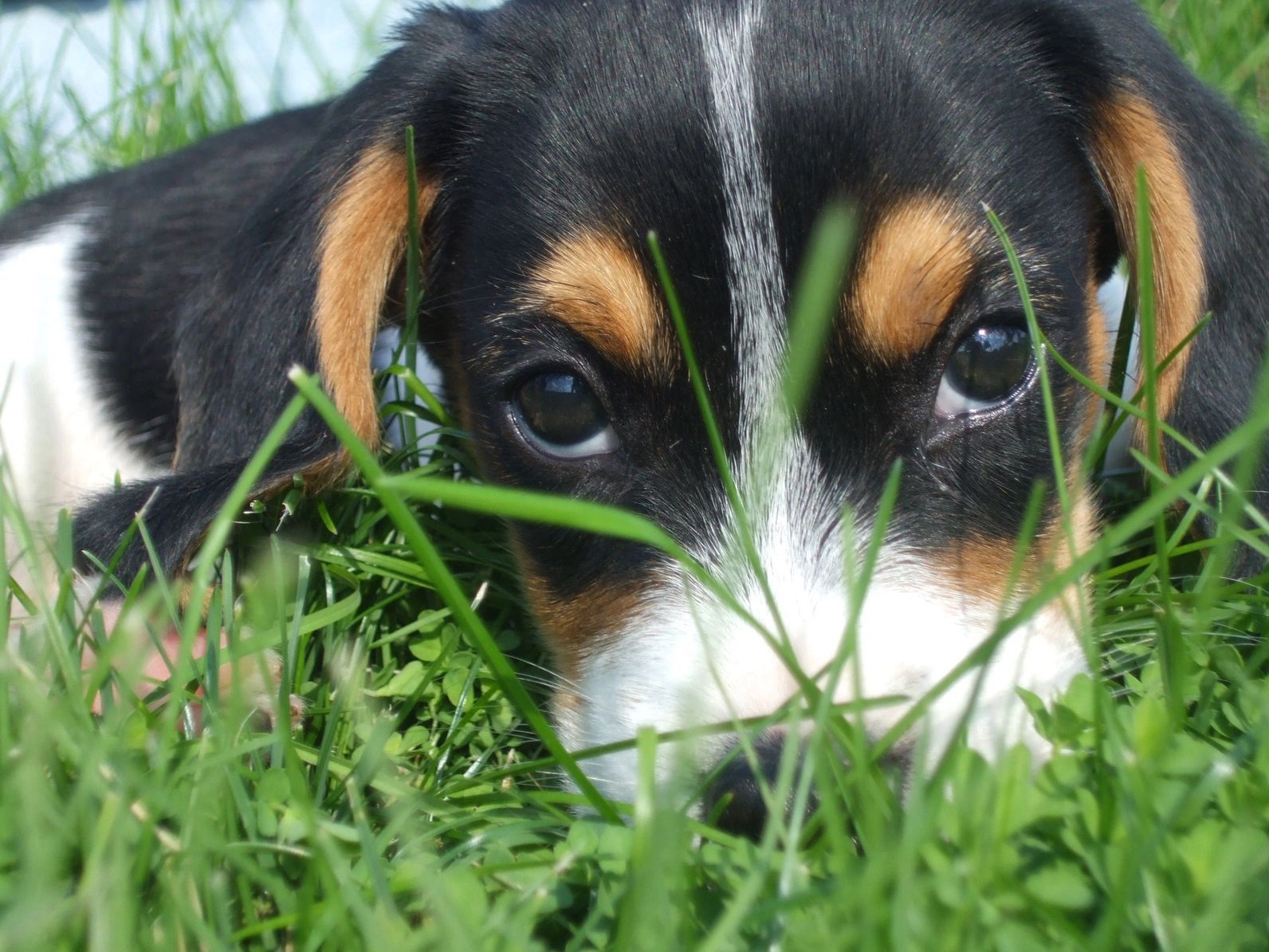 A closeup look at a dogs face lying on the grass