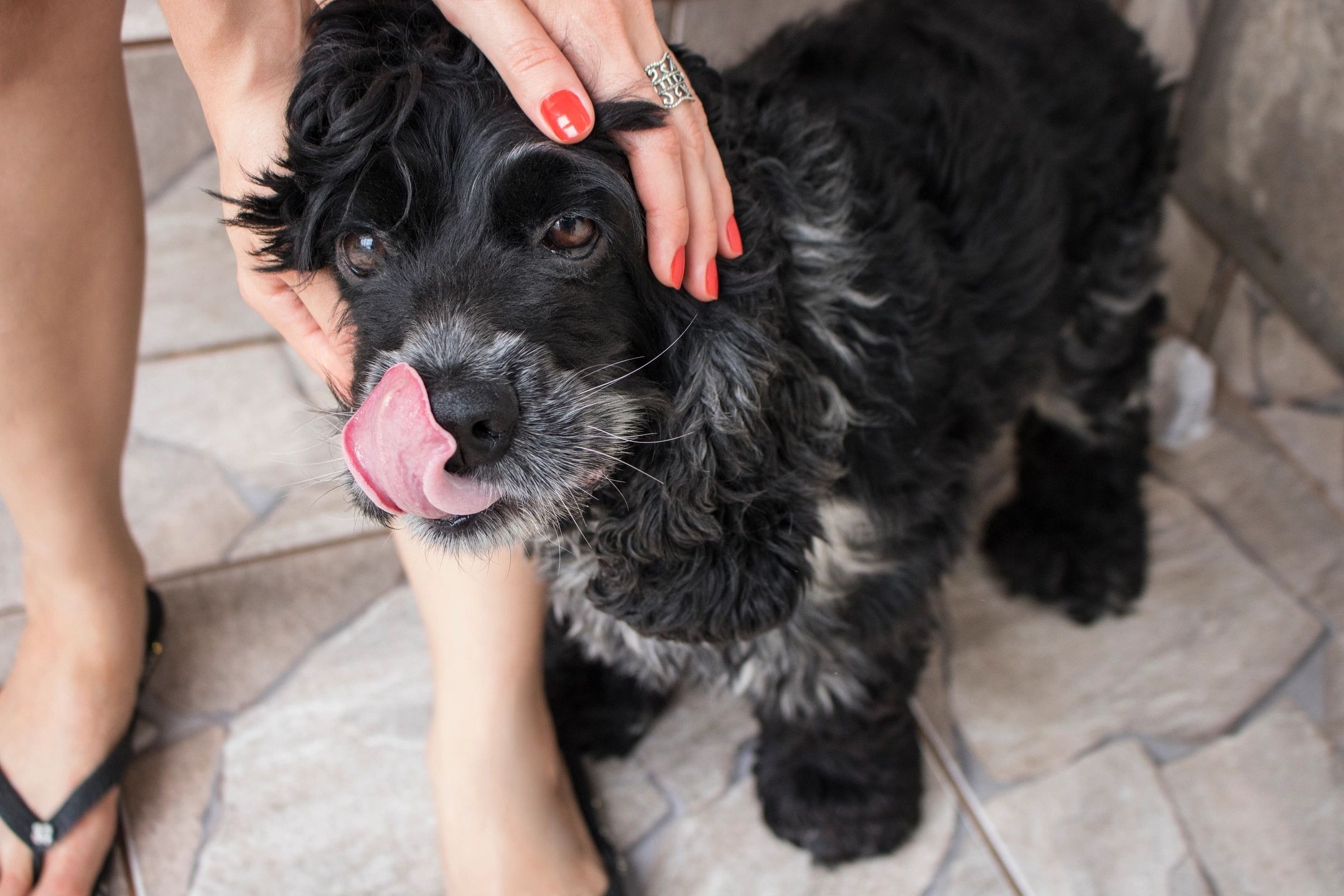 A black dog with its tongue hanging out.